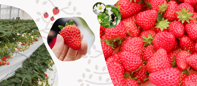 いちごさんぽ園｜お問い合わせ